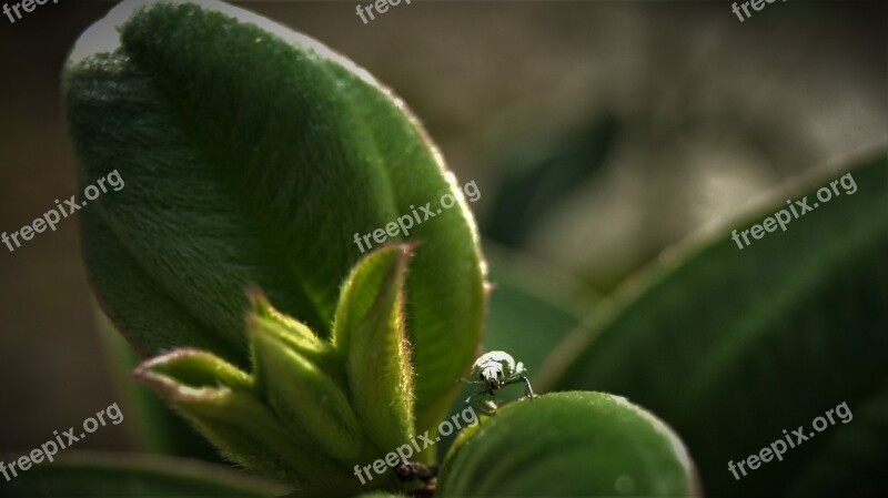 Bugs Green Nature Plant Insects