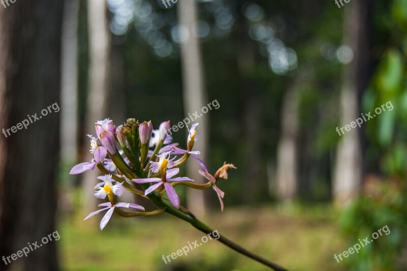 Flower Spring Nature Summer Garden