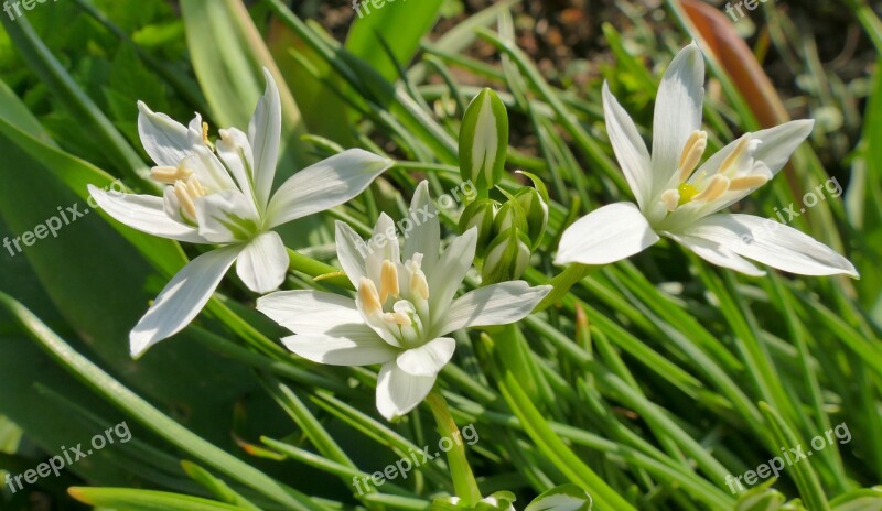 Flowers Spring Nature Garden Beauty