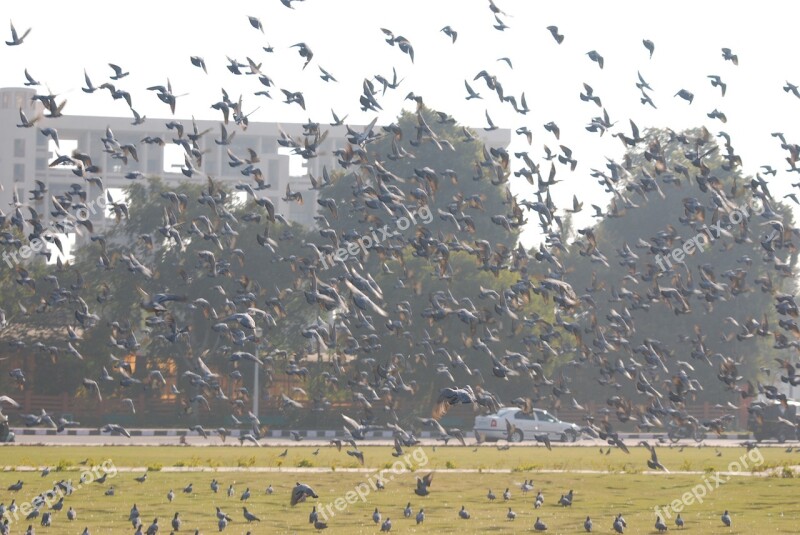 Pigeons Fly Scatter Wings Animal