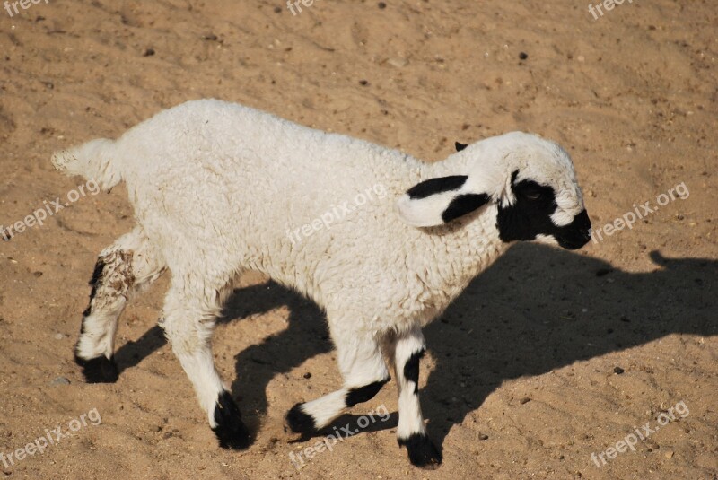 Lamb White Baby Cute Shadow