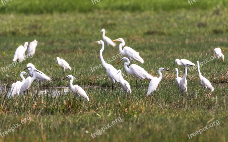 Bird Glass Spring White Free Photos