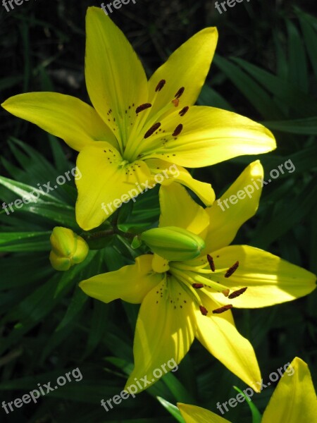 Flower Yellow Flowers Blossom Bloom Yellow