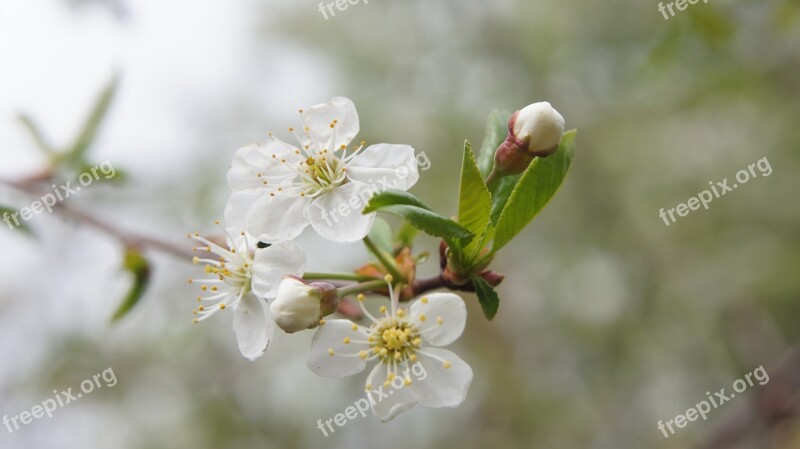 Flower Bush White White Flowers Blossom