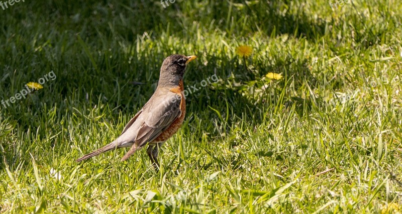 Robin Bobbing Along Red Robin Feathers Nature