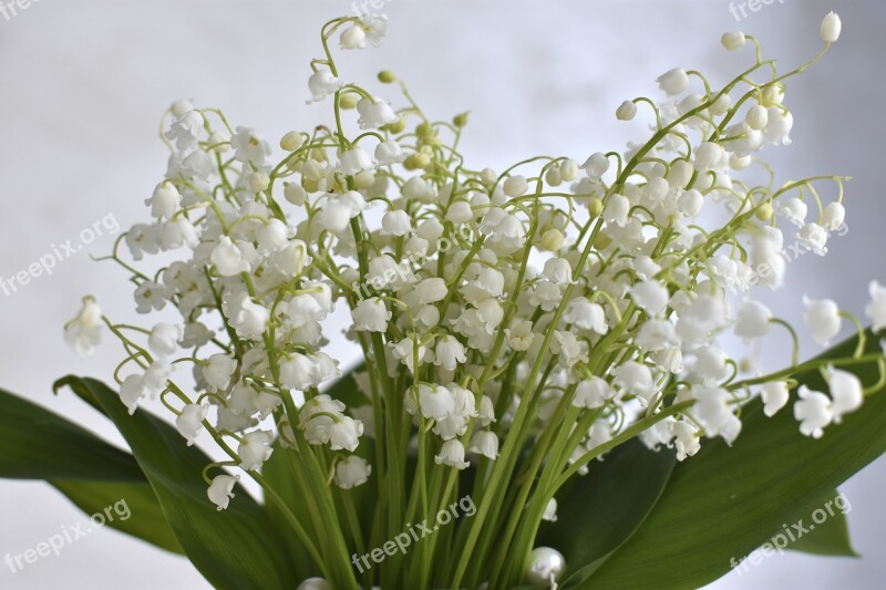 Lilies Of The Valley Flowers Spring Bouquet Free Photos