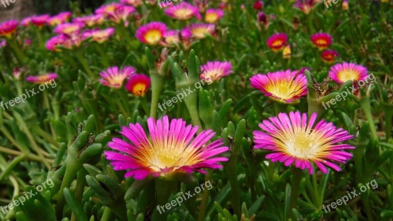 Blumen Flowers Nature Bloom Blooming