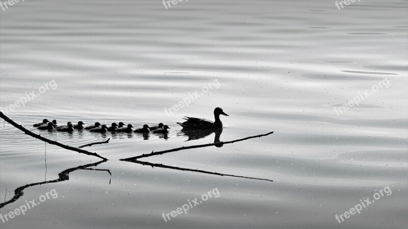 Birds Nature Ducks Animal Branch