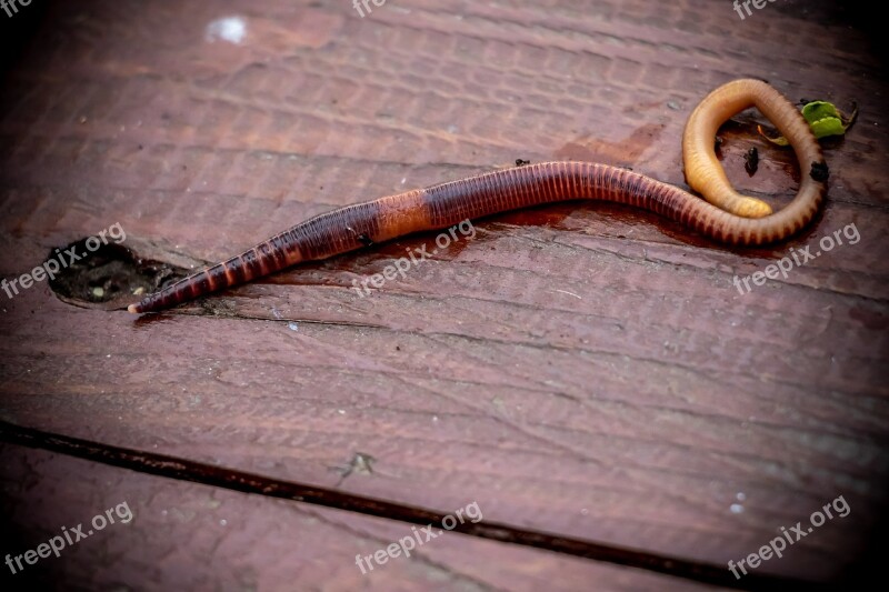 Earthworm Worm Bait Fishing The Worm