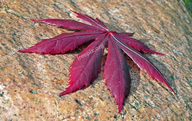 Leaf Japanese Maple Tree Nature Red