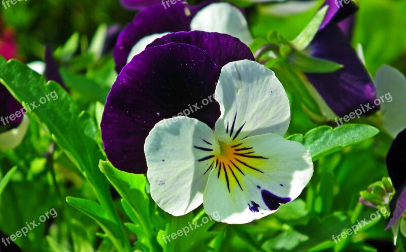 Pansy Flower Colored Spring Garden