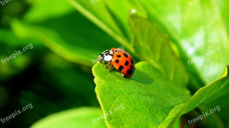 Ladybug Insect Nature Macro Spring