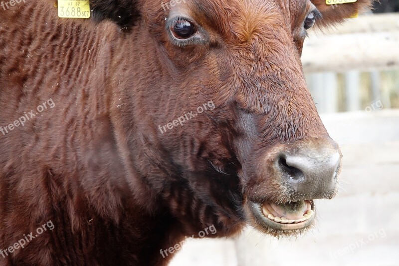 Beef Animal Cattle Cows Close Up