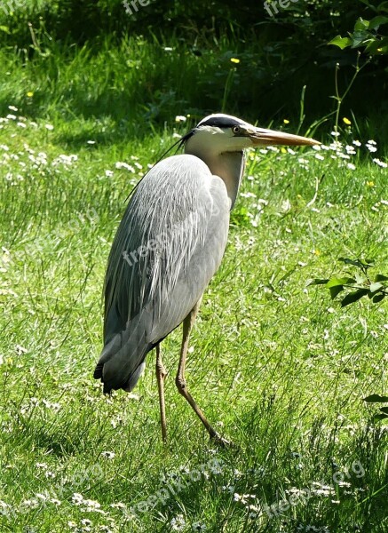 Bird Heron Water Bird Bill Fish Eater