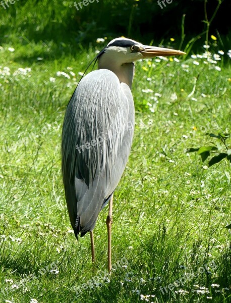 Bird Heron Water Bird Bill Fish Eater