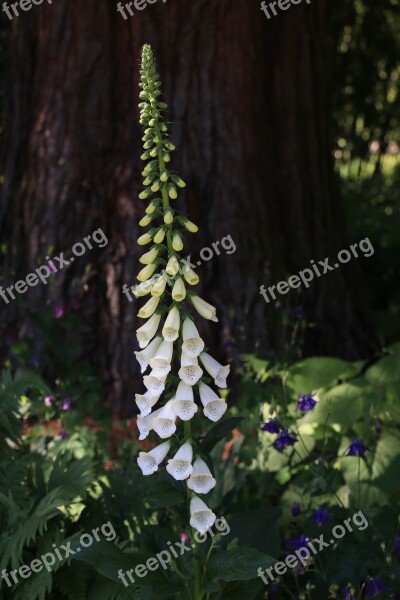 Flower Nature Blossom Bloom Spring