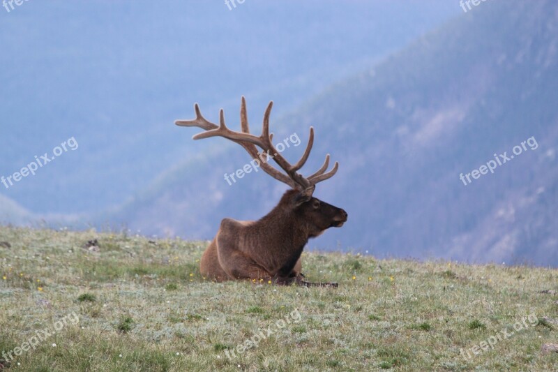 Elk Colorado Estes Mist Deer