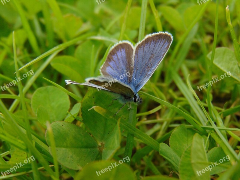 Butterfly Nature Insect Macro Color