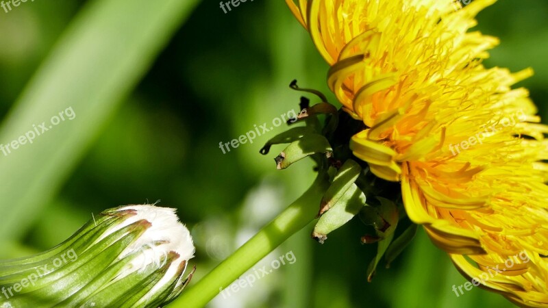 Nature Meadow Spring Dandelion Yellow