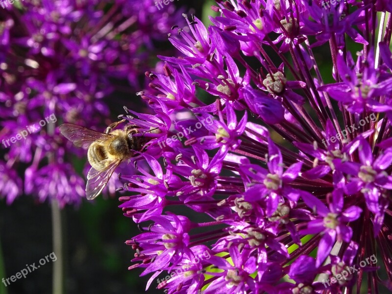 Allium Umbel Plant Flower Garden