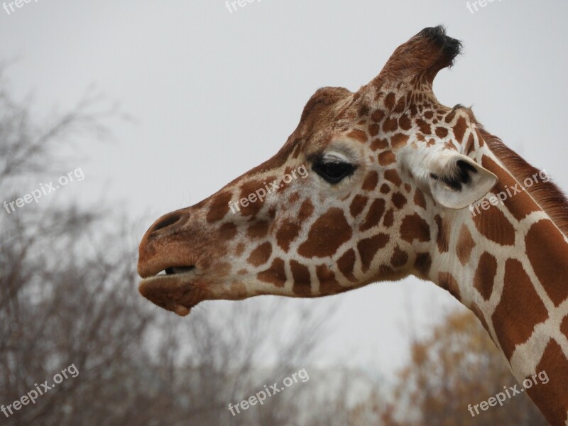 Giraffe Zoo Head Animal Mammal