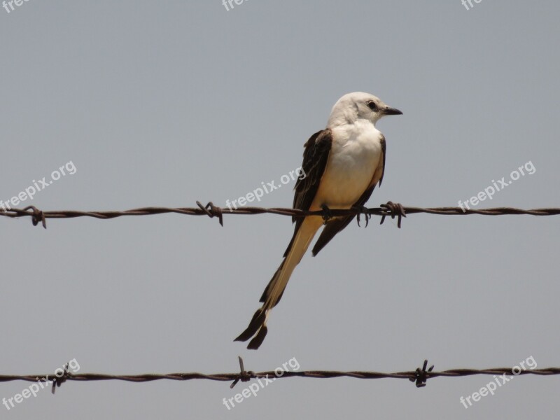 Bird Scissortail Spring Perching Perched