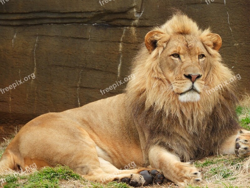 Lion Male Animal Predator Zoo