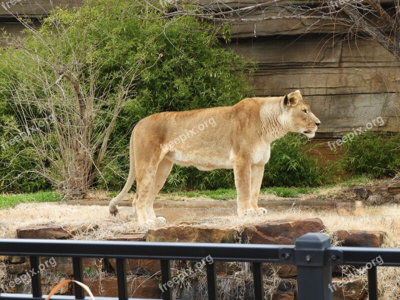 Lioness Standing Zoo Feline Cat