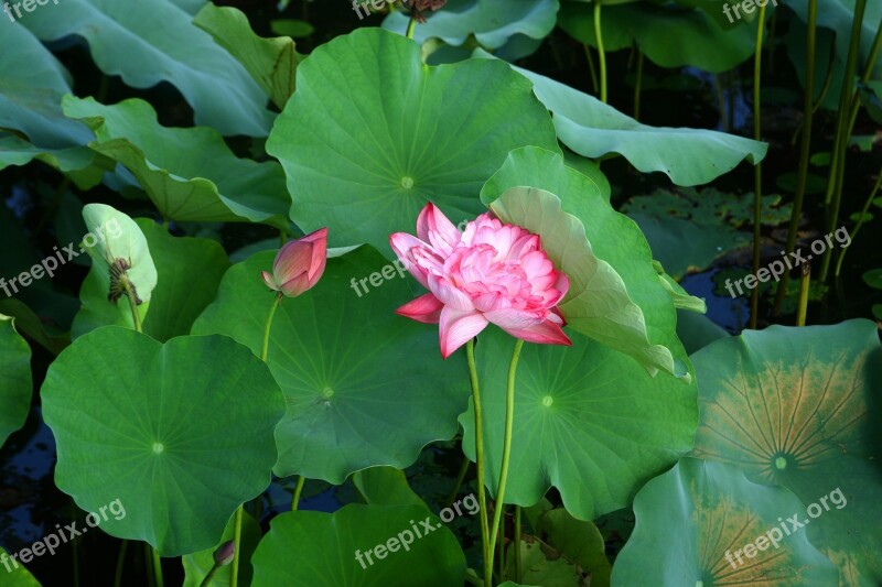 Lotus Plants Nature Pond Green