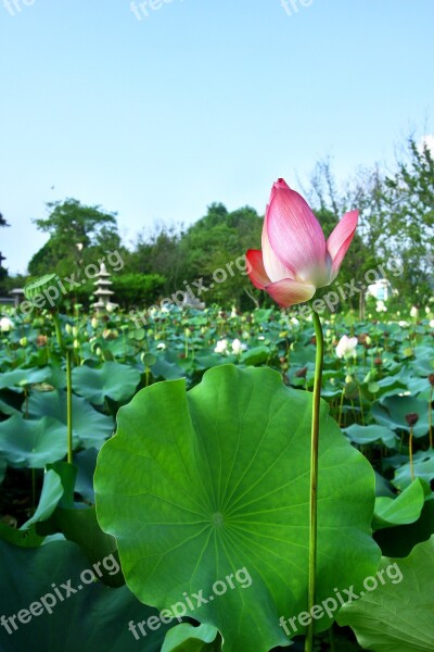 Lotus Plants Nature Pond Green