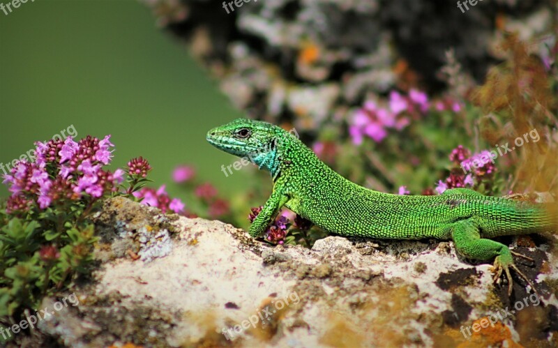 Nature Cañoñ Summer Lizard Nature Photo