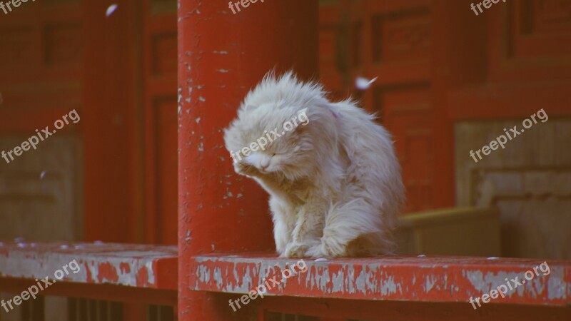 Cat Red Kitten Animal World China