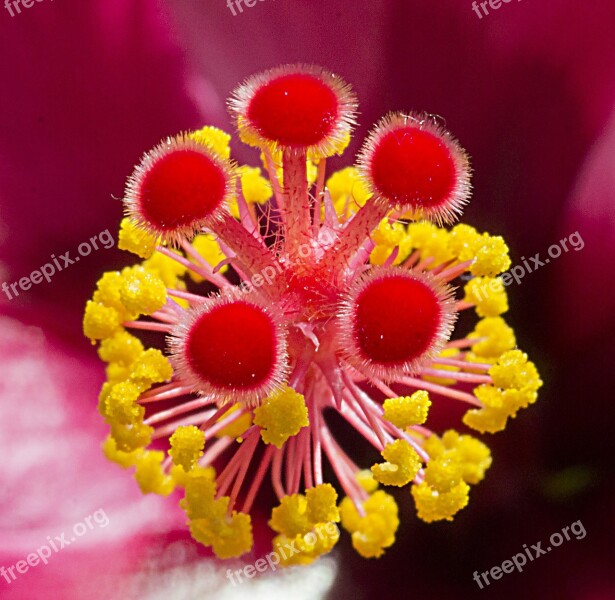 Hibiscus Pestle Flower Nature Red