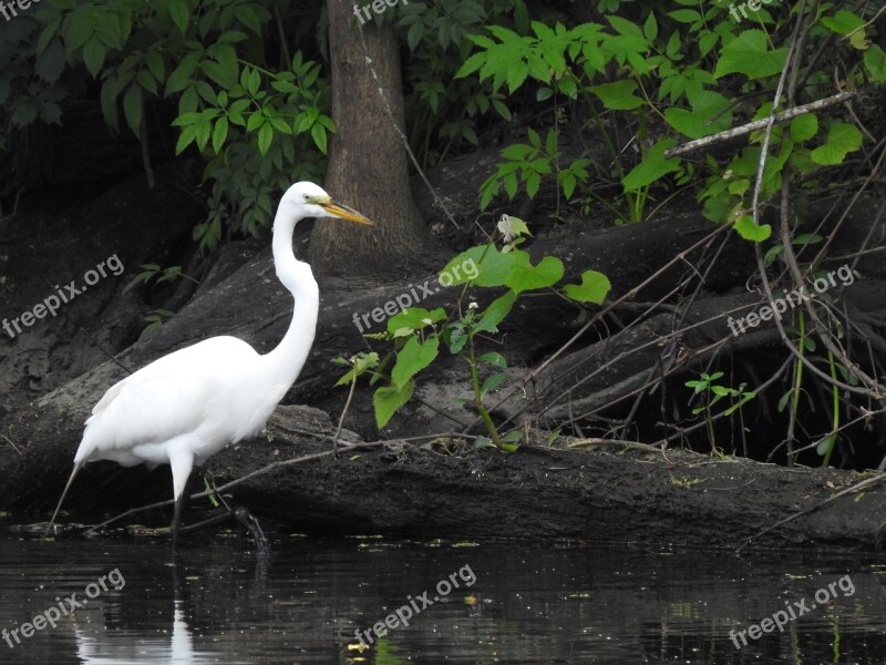 Heron Swamp Louisiana Nature Marsh