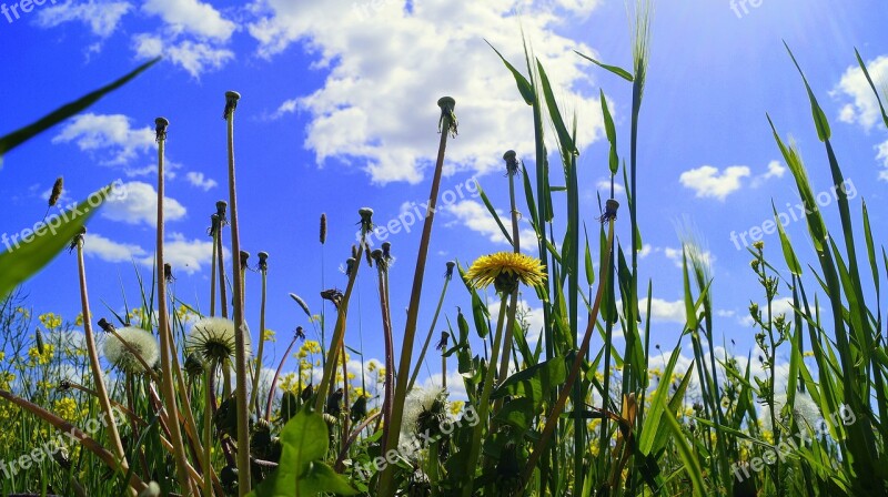 Roadside Spring Day Sunny Bright Insect