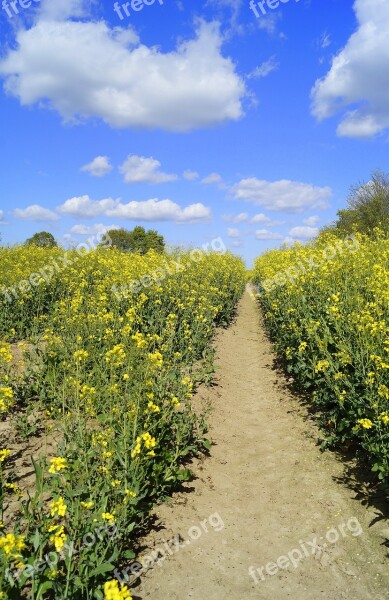 Away Oilseed Rape Field Of Rapeseeds Field Spring