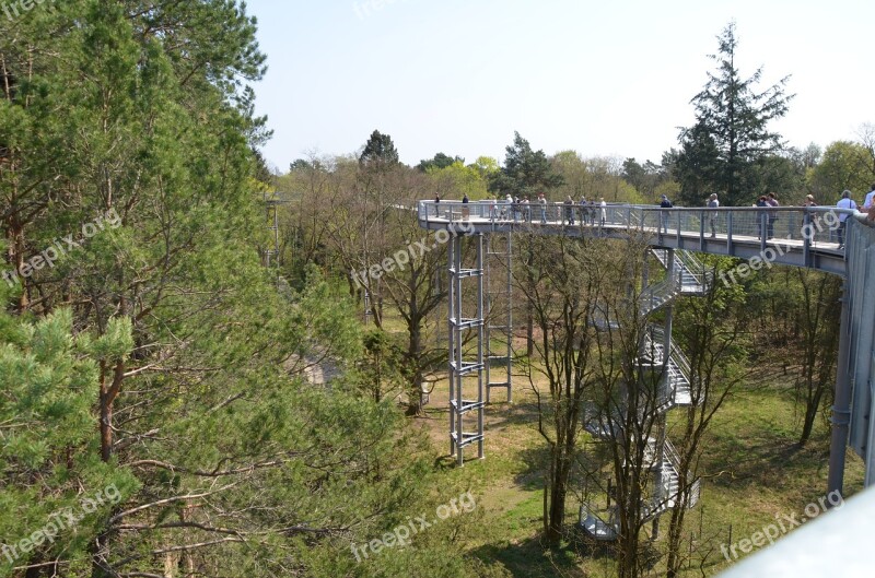 Treetop Path Forest Landscape Destination Hiking