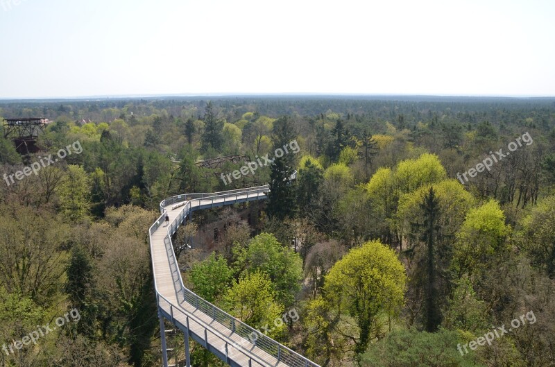 Treetop Path Forest Landscape Destination Hiking