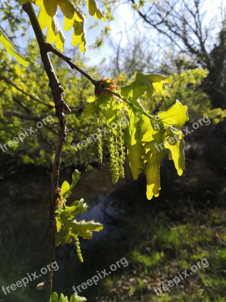 Spring Flower Tree Nature Leaf