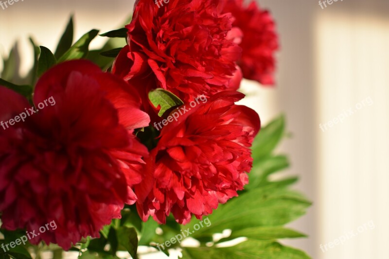 Peony Spring Flowers Bouquet Free Photos