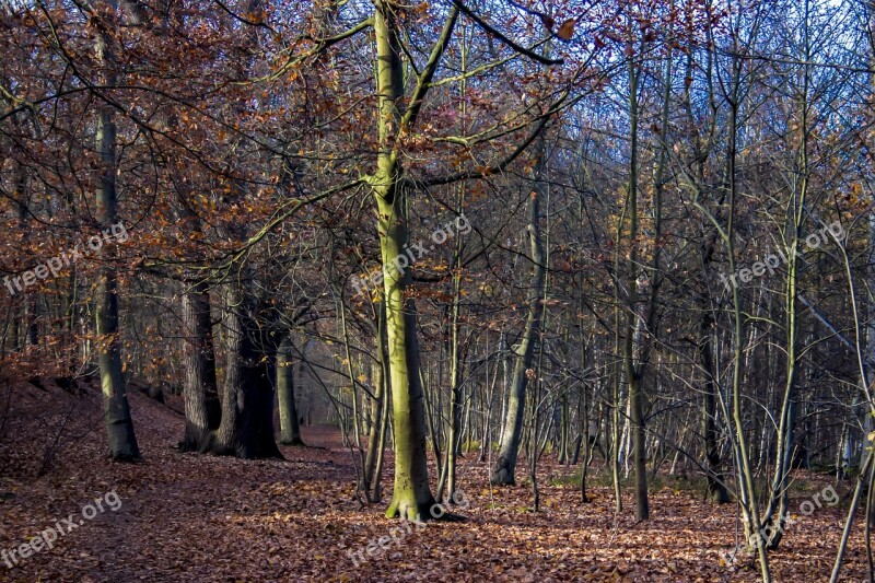 Trees Forest Nature Landscape Mystical