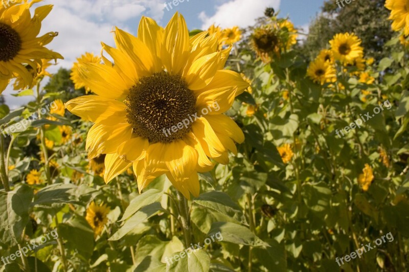 Sunflower Flowers The Petals Flower Yellow