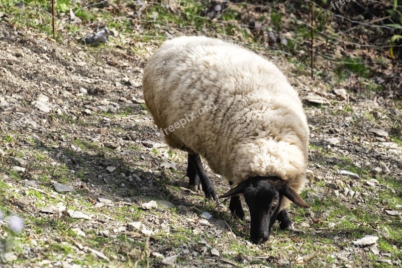 Sheep Animal Nature Lamb Livestock