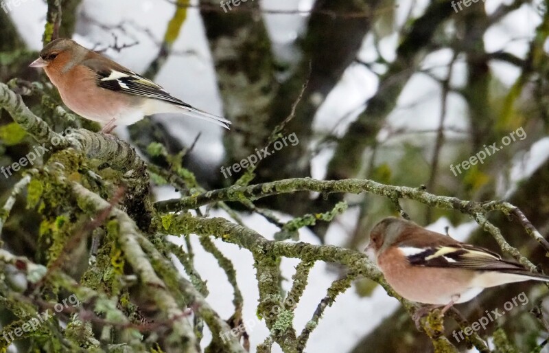 Chaffinch Nature Birds Winter Bird Couple