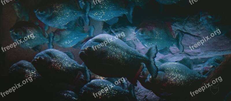 Piranas Fish Piranha Sea Water