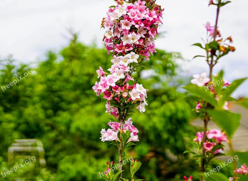 Flower Petal Blossom Colorful Free Photos