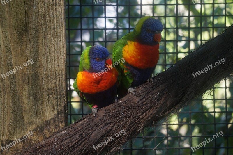 Lorikeet Zoo Bird Colorful Plumage