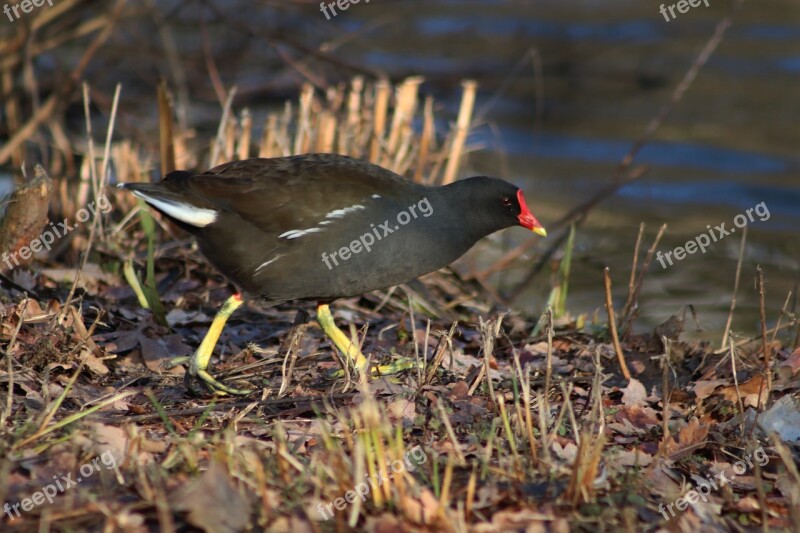 Common Moorhen Grünfüßiges Pond Chicken Moorhen Chicken Water Bird