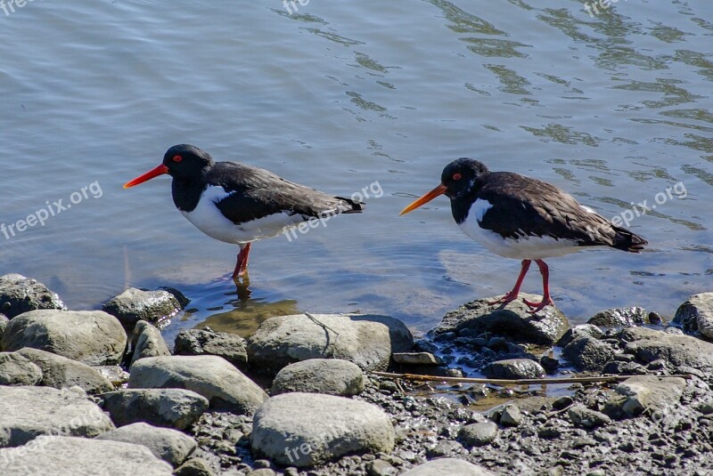 Oystercatcher Beach Water Sea Stone