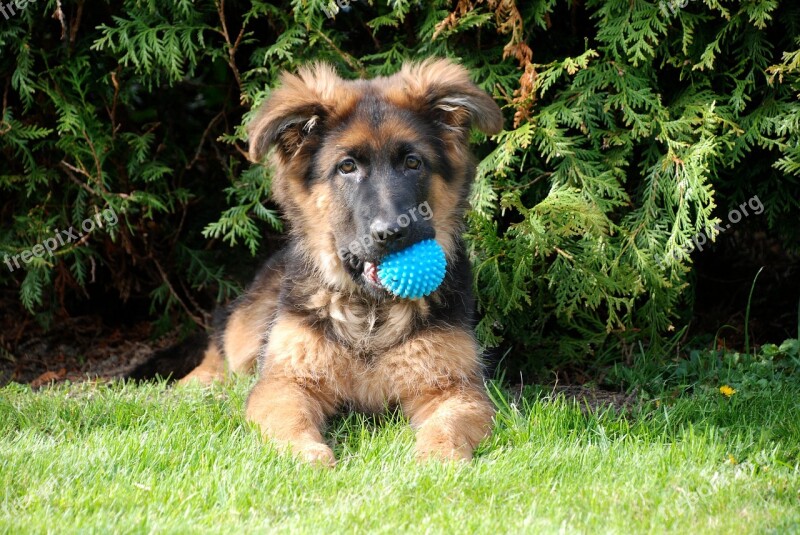 Dog Schäfer Dog German Shepherd Puppies Dog Breeds